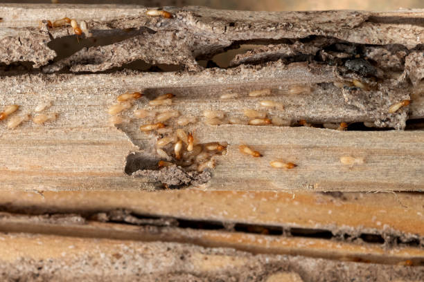 Best Termite Control Services  in Apalachicola, FL